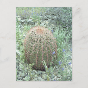 Prickly Pink Petals Cactus Arizona Photo Postcard