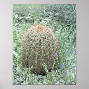 Prickly Pink Petals Cactus Desert Art Print Poster