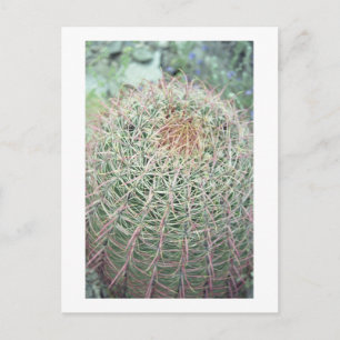 Prickly Pink Swirl Cactus Arizona Photo Postcard