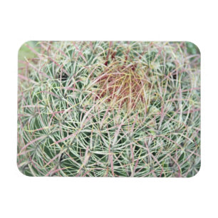 Prickly Pink Swirl Cactus Decorative Fridge Magnet