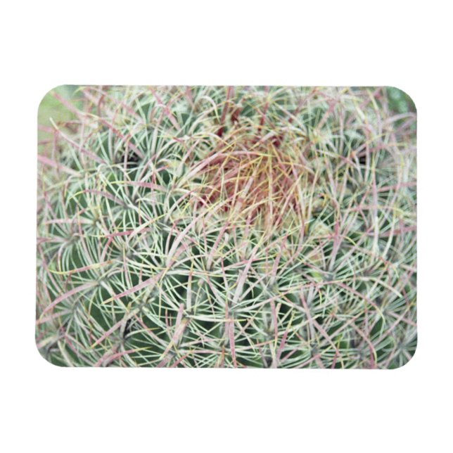 Prickly Pink Swirl Cactus Decorative Fridge Magnet (Horizontal)