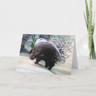 Prickly Porcupine Greeting Card