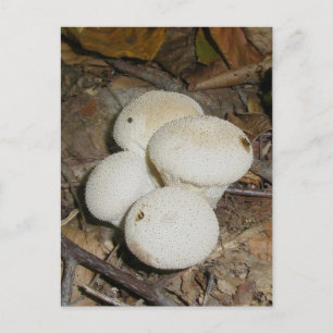 Prickly Puffs Mushroom Postcard