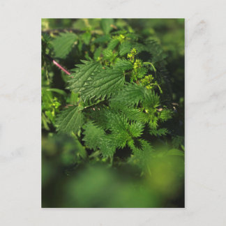 Prickly stinging nettle postcard