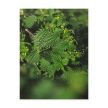 Prickly stinging nettle