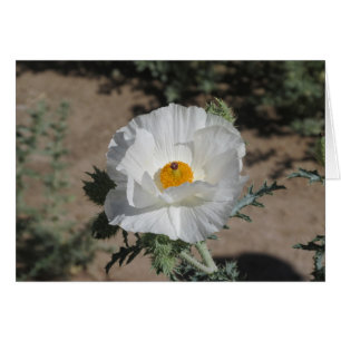 Pricklypoppy du sud-ouest