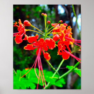 Pride of Barbados Stretched Canvas Print