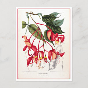 Pride of Burma Orchid Tree Illustration Postcard