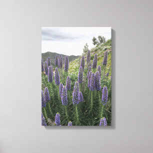 Pride Of Madeira (Ranquitte, Haiti) Canvas Print