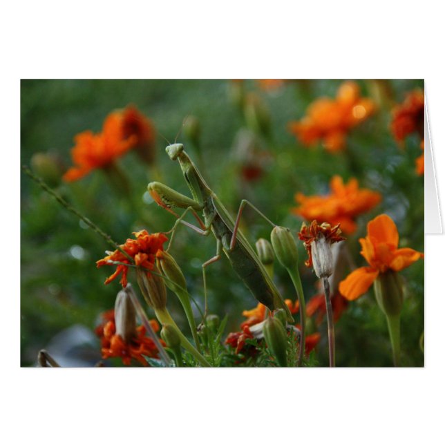 Prier Mantis (Devant Horizontal)