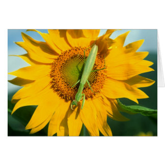 Prier Mantis dans un tournesol