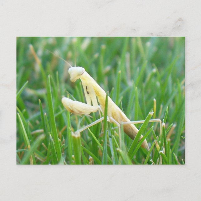 Prier Mantis en Grass carte postale (Devant)