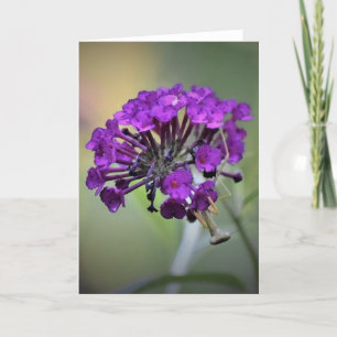 Prière Mantis, carte