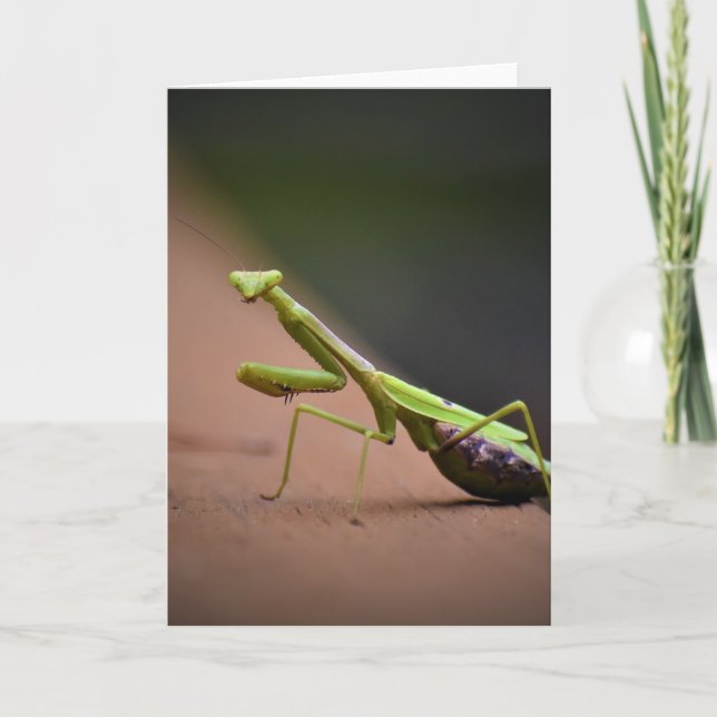Prière Mantis, carte (Devant)