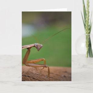 Prière Mantis, carte