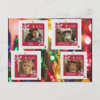 primate rescue cindy postcard