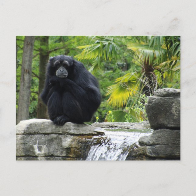 Primate & Waterfall Postcard (Front)