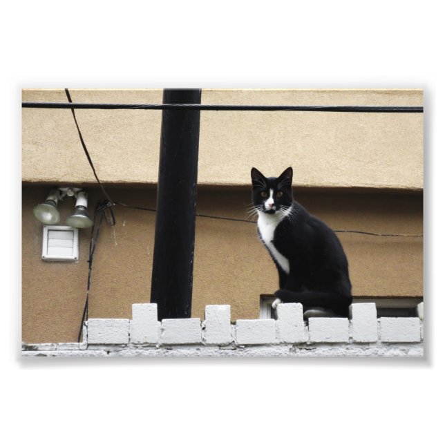 Primitive City Cat 6" x 4" Print 03 (Front)