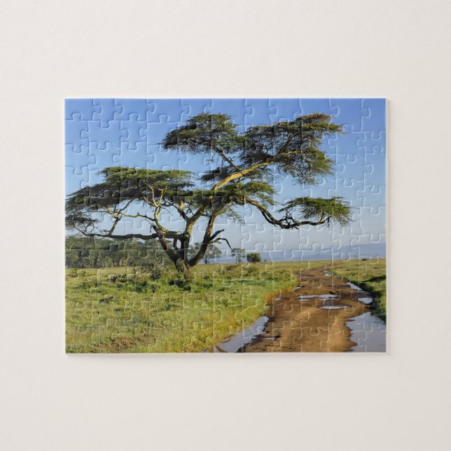 Primitive dirt road and acacia tree, Lake Nakuru Jigsaw Puzzle (Horizontal)