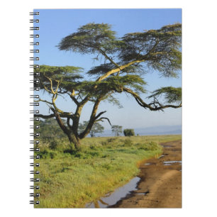 Primitive dirt road and acacia tree, Lake Nakuru Notebook