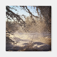 Primitive Pine Tree Woodland Winter Forest