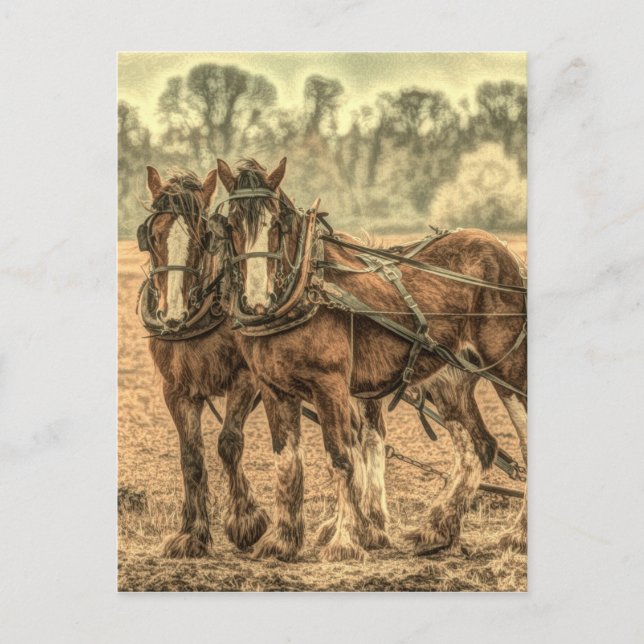 Primitive Western country farm animal draught hors Postcard (Front)