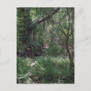 Primordial Forest Custom Louisiana Photo Postcard