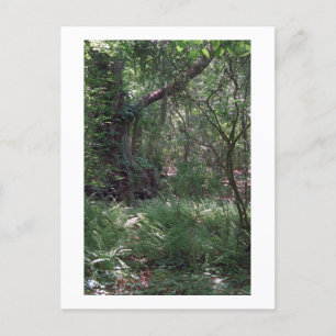 Primordial Forest Custom Louisiana Photo Postcard