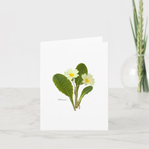 Primrose Card