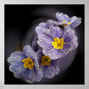 Primrose  flowers poster