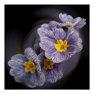 Primrose  flowers poster