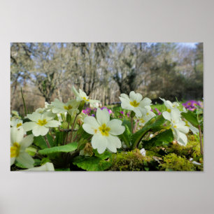 Primrose Poster