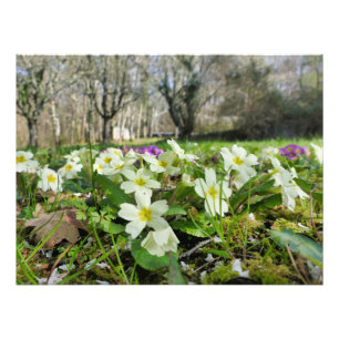 Primrose (Primula vulgaris) Photo Print