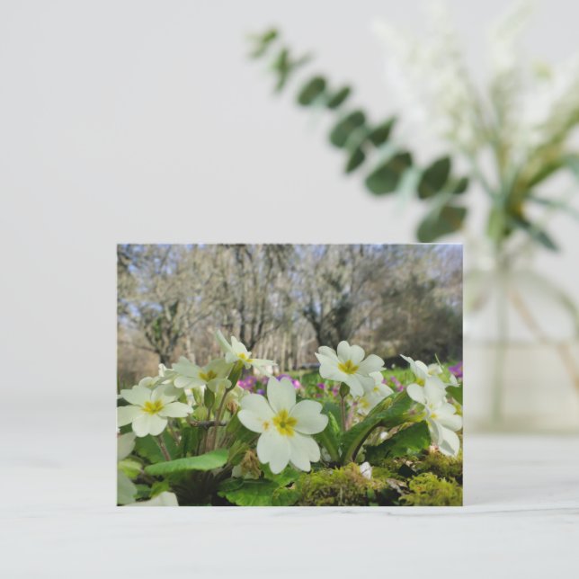 Primrose (Primula vulgaris) Postcard (Standing Front)