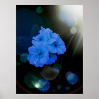 Primroses flowers in blue
