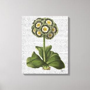 Primula Auricula Blue Canvas Print