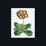 Primula Auricula Red Canvas Print<br><div class="desc">Botanical & Floral</div>