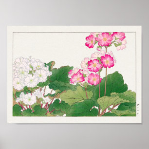 Primula by Tanigami Konan Poster