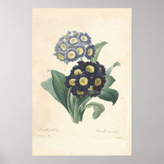 Primula Canvas Print