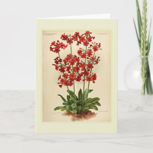 Primula Card (Front)