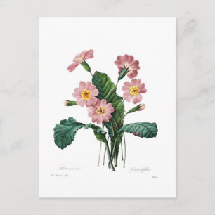 Primula Postcard