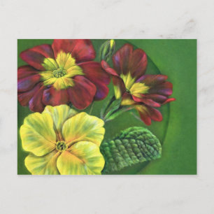 Primula primroses spring postcard
