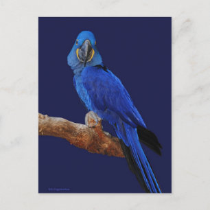 Prince of Parrots Postcard
