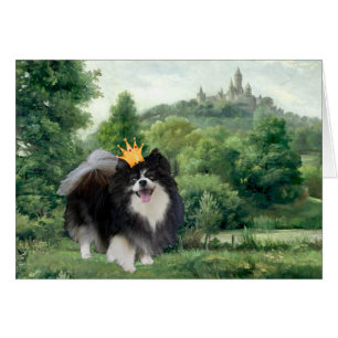 Prince Pomeranian noir