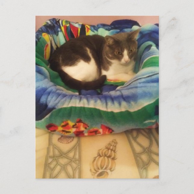 Princess A Sweet Little Southern Ragamuffin Kitty Postcard (Front)