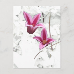 Princess Diana Clematis Postcard