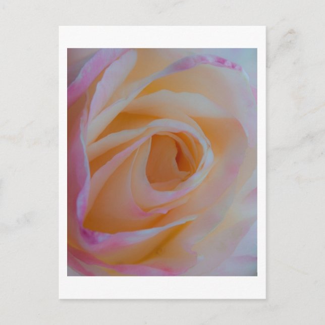 Princess Diana Rose Postcard (Front)