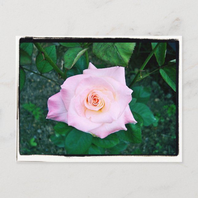 Princess Rose Postcard (Front)
