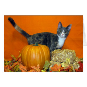 Princess Tiana's Search for the Best Pumpkin! Cat