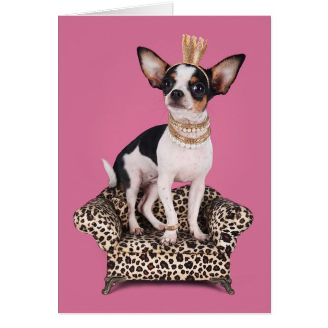 Princesse de Chihuahua (Devant)